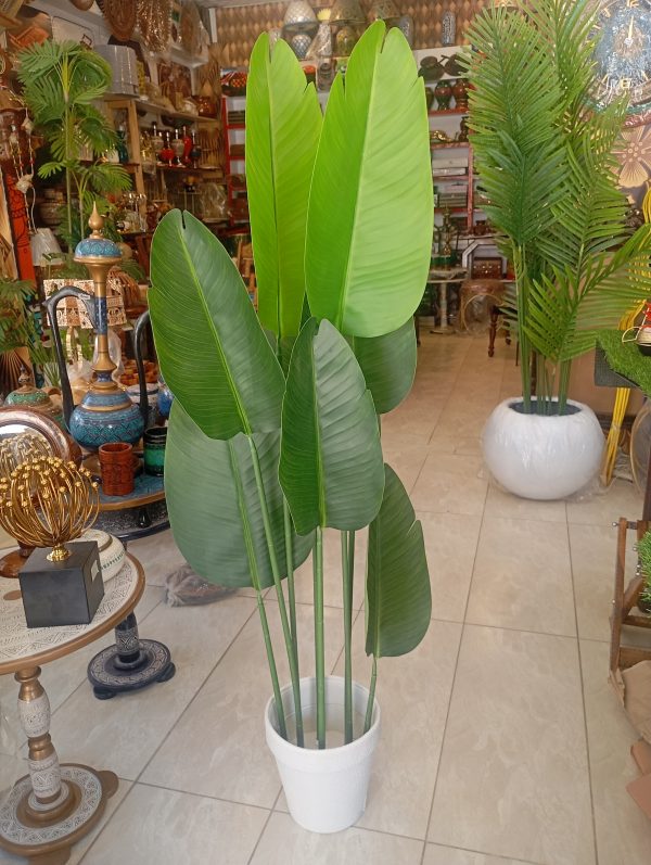 Banana plant different varients available
