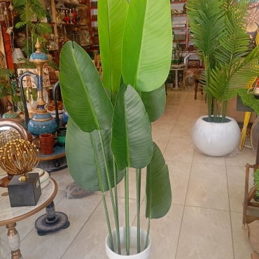 Banana plant different varients available