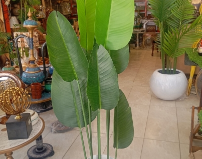 Banana plant different varients available
