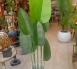Banana plant different varients available